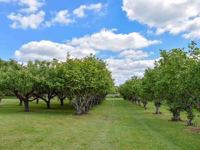 16-acre orchard | The Bothy, Upton, Didcot