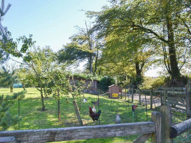 Chickens on site providing fresh eggs | Heath Farm Cottages - Cowslip, Heath Farm - Old Mill - Heath Farm , Bradworthy, near Hartland