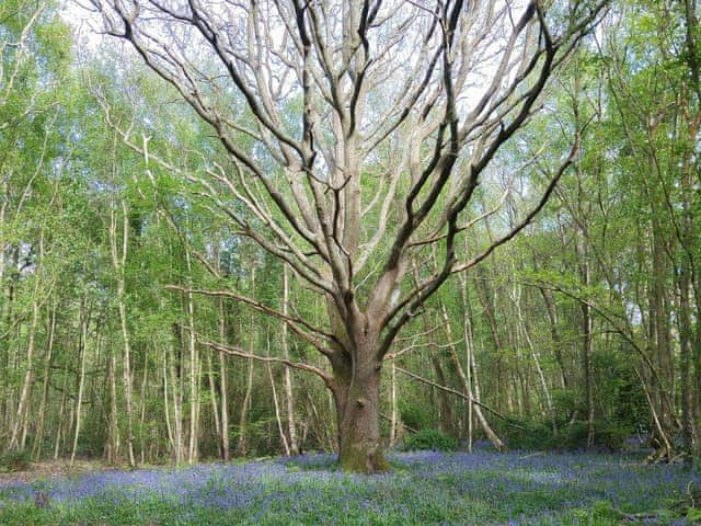 The eerily beautiful Guestling Woods nearby | Holly Cottage, Pett