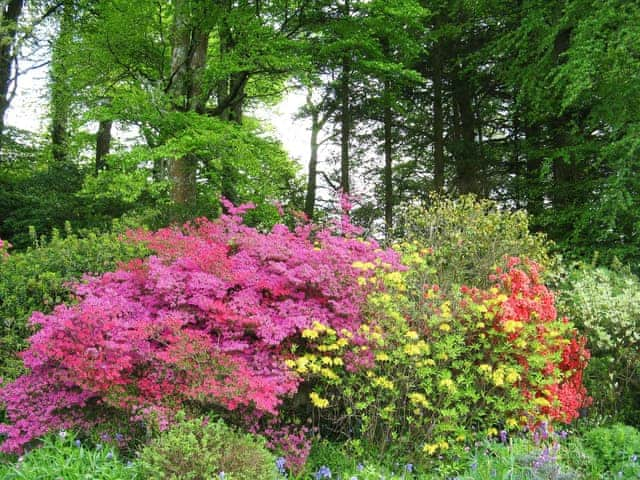 Spring blossoms seen from Tristan&rsquo;s and Isolda&rsquo;s | Isolda&rsquo;s, Tristan&rsquo;s - Lanwithan Manor Apartments, Lostwithiel