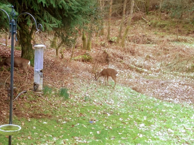 Garden | The Secret Garden, near Windermere