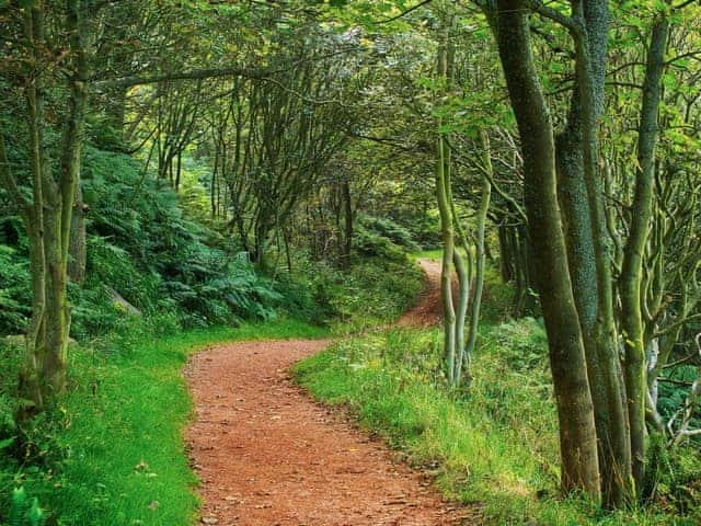 Woodland walks | The Yorkshireman, Ravenscar, near Robin Hood&rsquo;s Bay