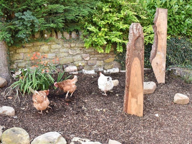 Chickens roaming freely outside | Poppy Lodge - Tavern Cottages, Newsham, near Richmond