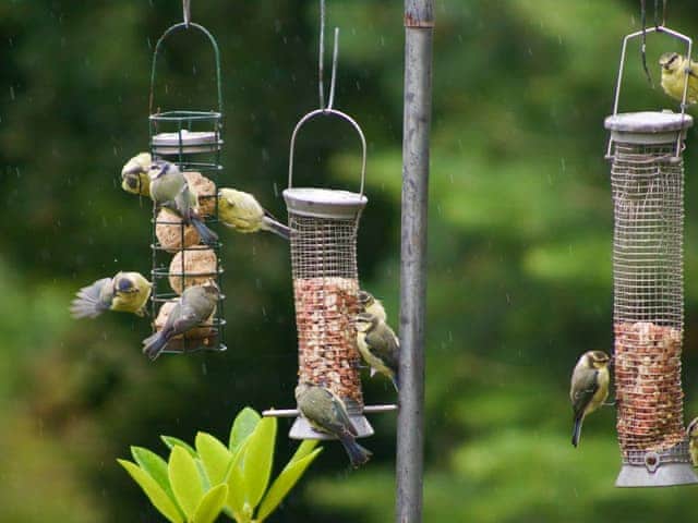 Well-visited bird feeder within the garden | The Cottage, Richards Castle, near Ludlow
