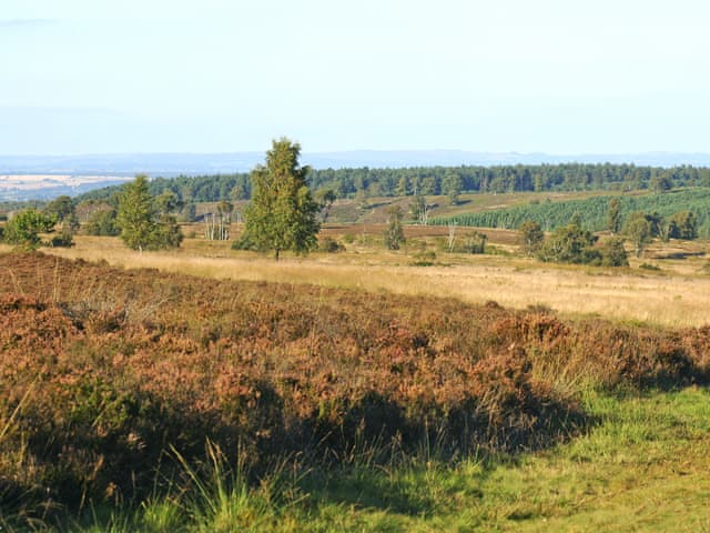 Cannock Chase