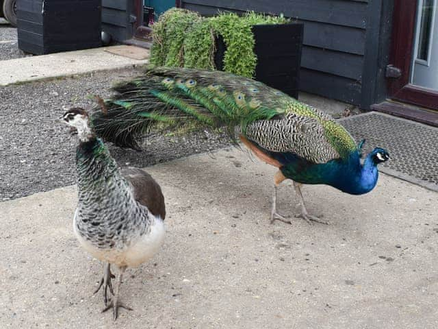 Local wildlife | Hare Lodge, Deer Lodge - Rookery Waters, Pidley, near Huntingdon