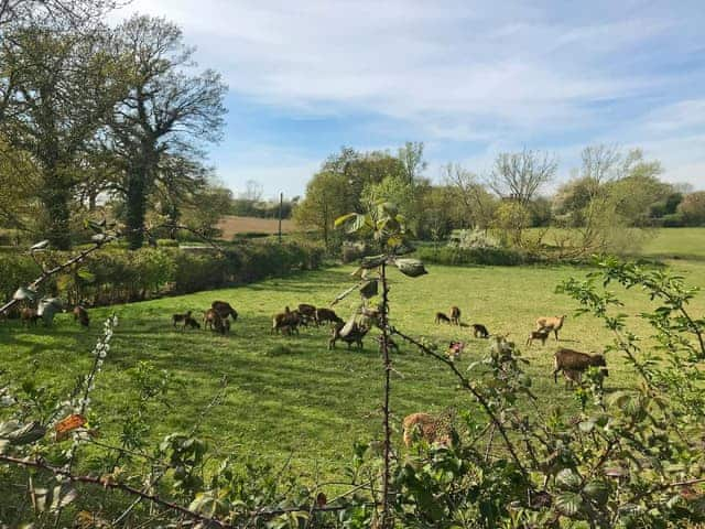 Wonderful Suffolk countryside | Simpers Drift, Great Glemham, near Framlingham