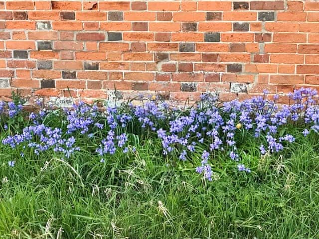 Beautiful spring flowers | Simpers Drift, Great Glemham, near Framlingham