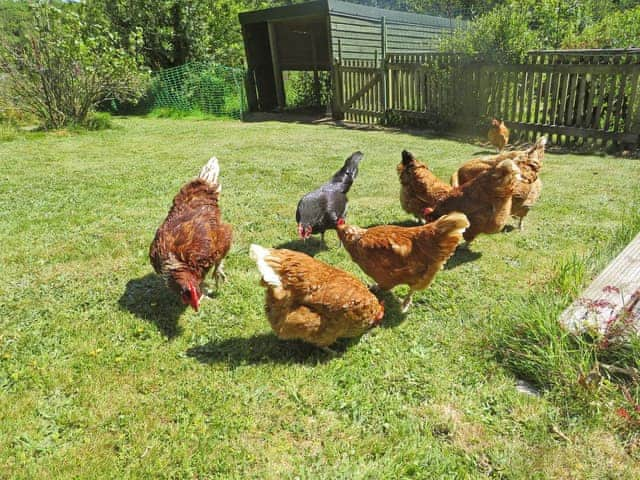 Friendly chickens | Trenay Barn Cottage, St Neot, near Liskeard