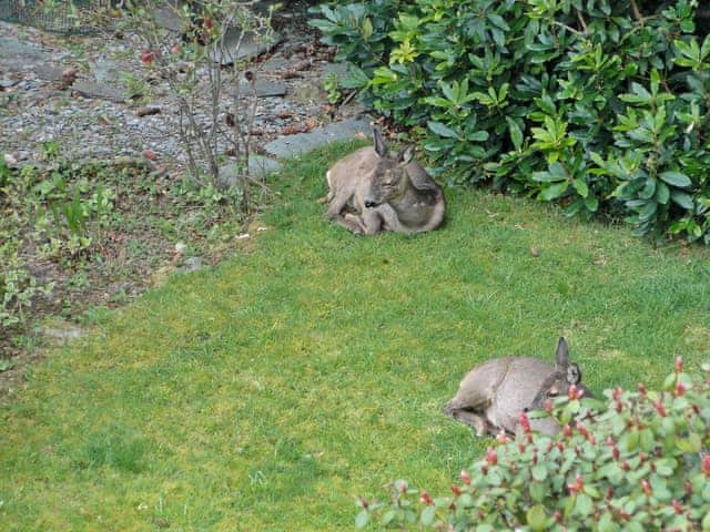 Wonderful wildlife | 1 The Knoll, Ambleside