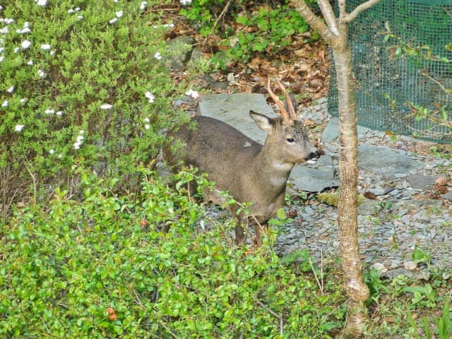 Wonderful wildlife | 1 The Knoll, Ambleside