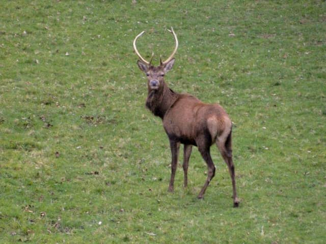 Wonderful wildlife | 1 The Knoll, Ambleside