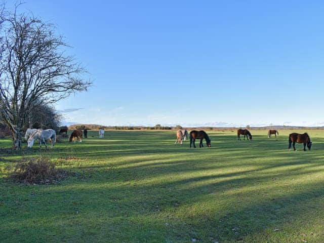 New Forest