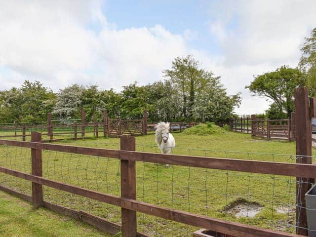 Paddock | The Willows, Out Rawcliffe, near Fleetwood