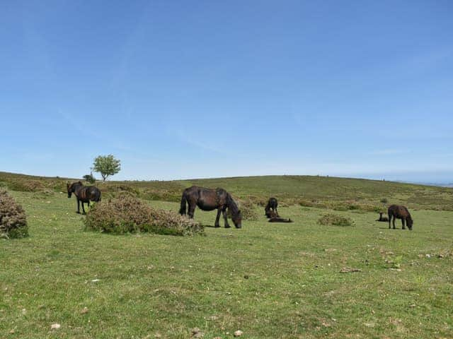 Surrounding area | Beech Tree Cottage at Blackaton Manor Farm, Widecombe-in-the-Moor