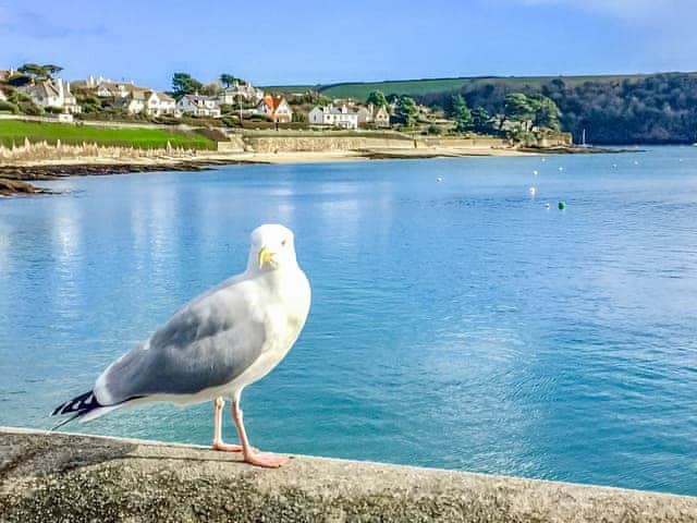 St Mawes | McKenzie, Portscatho