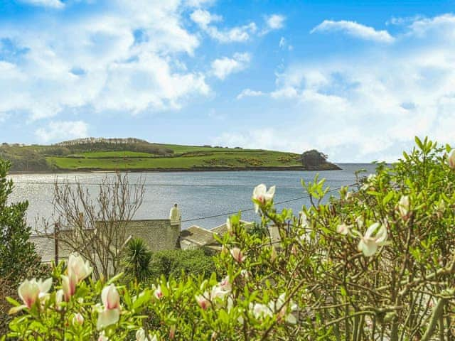 Verbena, St Mawes