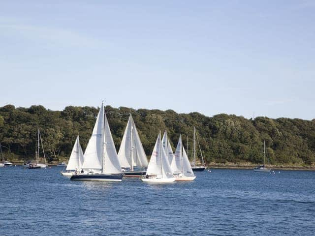 Verbena, St Mawes