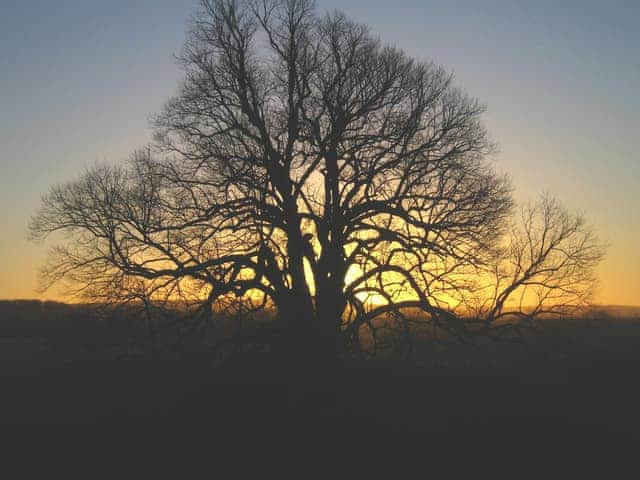 Sunset view from the house featuring the ancient lime tree | Whitehall Pele Tower, Mealsgate