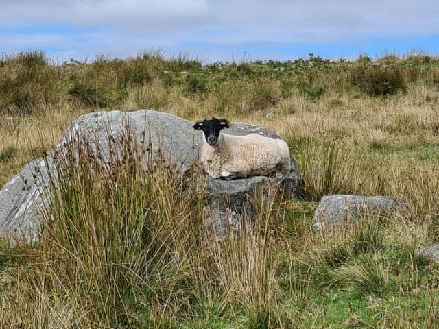 Surrounding area | Shepherd&rsquo;s Cottage, Longframlington