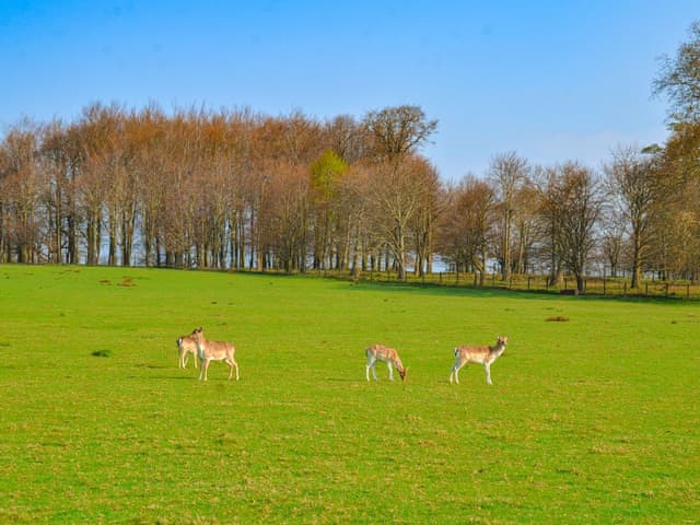 Petworth House | Westwood, Petworth