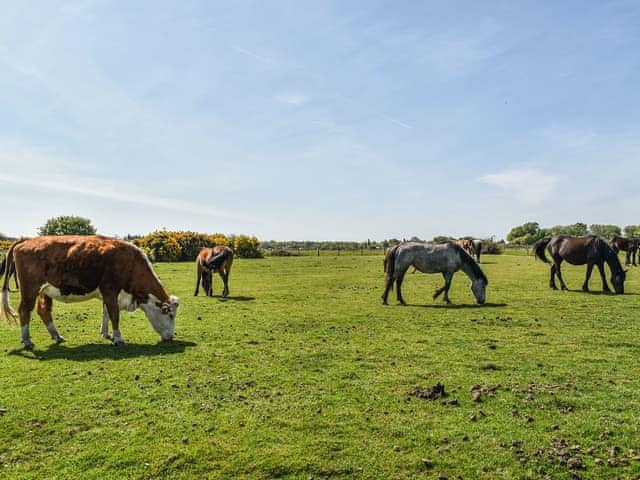 Surrounding area | Farriers, Bransgore