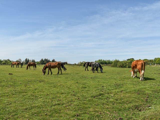 Surrounding area | Farriers, Bransgore