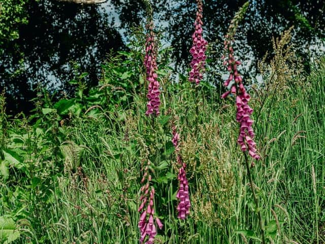 Garden and grounds | Mimi&rsquo;s Meadow - Kernow Retreats, Milton Abbot, near Tavistock