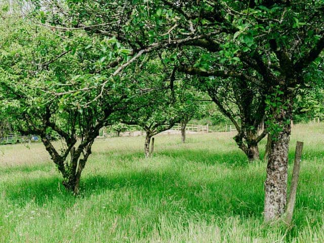 Garden and grounds | Mimi&rsquo;s Meadow - Kernow Retreats, Milton Abbot, near Tavistock