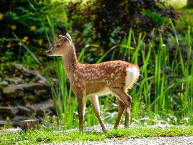 Surrounding area | Deer Cottage 2, Deer Cottage 1 - Deer Cottages, Biddenden