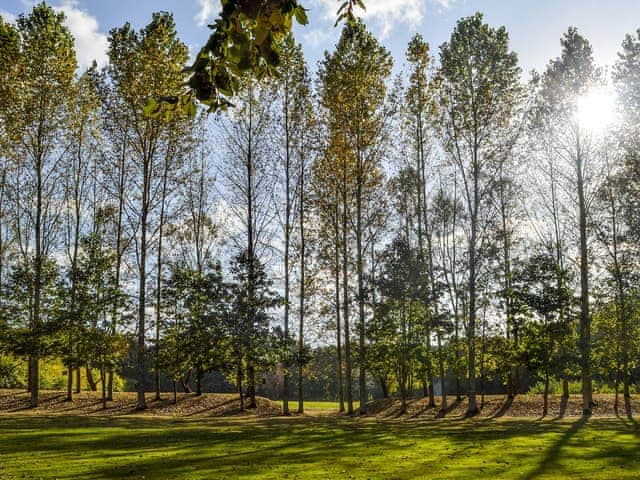 Poplars in the Autumn | Deer Cottage 1, Deer Cottage 2 - Deer Cottages, Biddenden