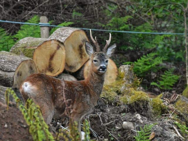 Roe deer seen from the living room window | Holly Hideaway, Windermere and Troutbeck Bridge