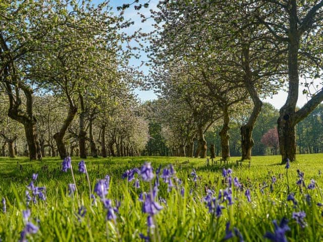 Bluebells in the orchard | Deer Cottage 1, Deer Cottage 2 - Deer Cottages, Biddenden