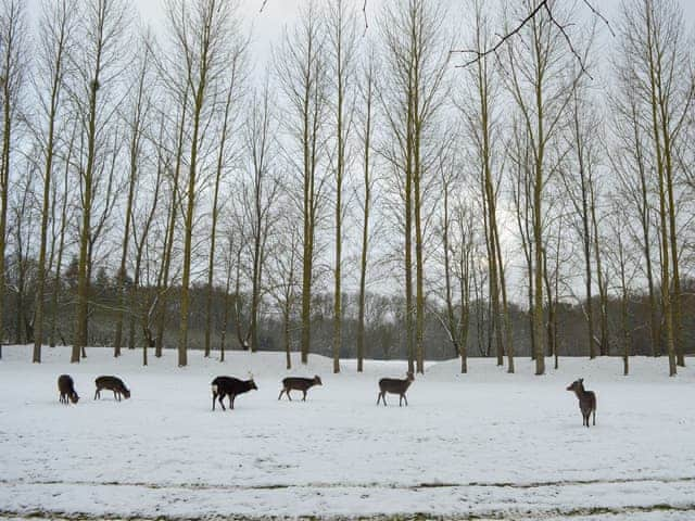 Deer and stag in the snow | Deer Cottage 1, Deer Cottage 2 - Deer Cottages, Biddenden