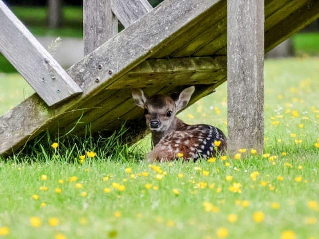 Newborn feline | Deer Cottage 1, Deer Cottage 2 - Deer Cottages, Biddenden