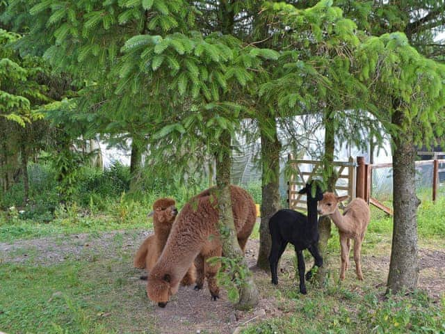 Beautiful Alpacas | The Alpaca Lodge, Rowrah, near Cockermouth