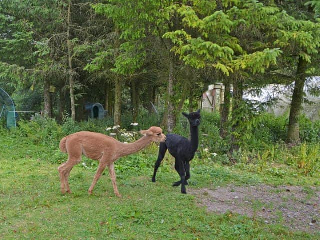 Beautiful Alpacas | The Alpaca Lodge, Rowrah, near Cockermouth