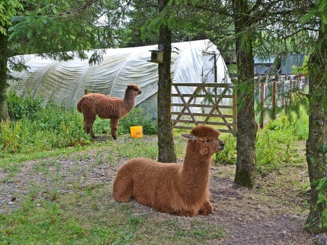 Beautiful Alpacas | The Alpaca Lodge, Rowrah, near Cockermouth