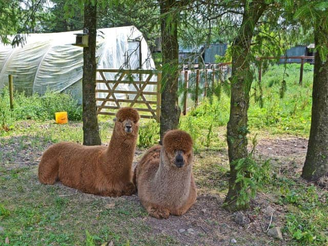 Beautiful Alpacas | The Alpaca Lodge, Rowrah, near Cockermouth