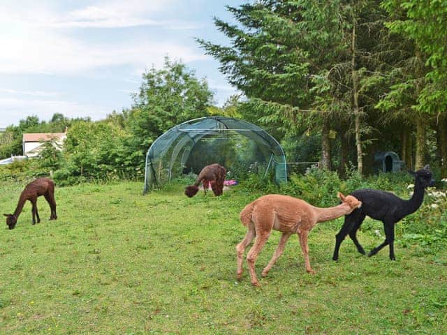 Beautiful Alpacas | The Alpaca Lodge, Rowrah, near Cockermouth