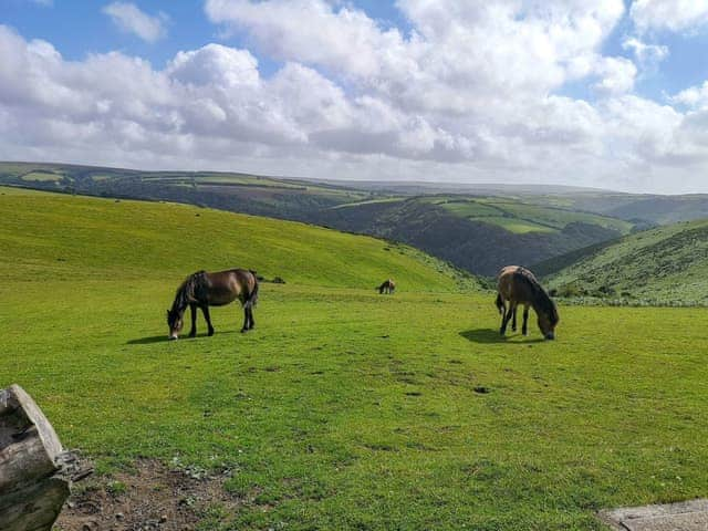 Exmoor ponies on beautiful Exmoor | Chipley EscapesOtters Holt, Langford Budville, near Wellington