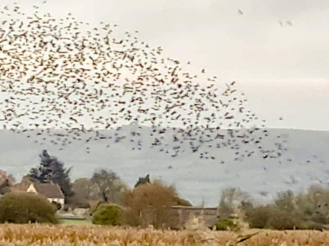 Starling Murmerations at RSP Ham Wall | Chipley EscapesOtters Holt, Langford Budville, near Wellington