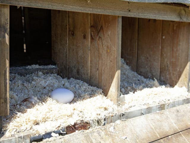 Fresh laid eggs available to collect | Four Seasons Cottage, Torrington