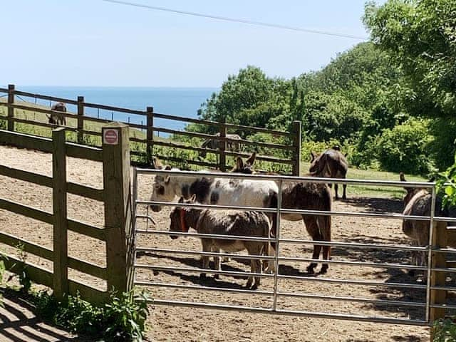 Surrounding area | Wonkey Donkey Cottage, Weston, near Sidmouth