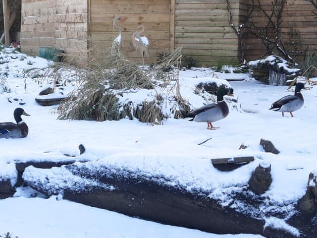 Garden | The Sycamores, Hunmanby, near Filey