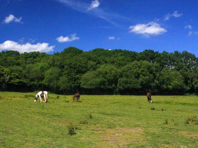 Garden and grounds | Collacott Farm, Kings Nympton, near South Molton