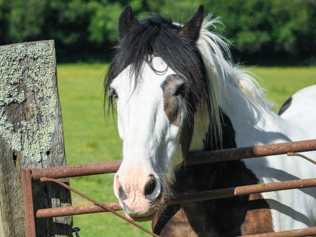 Garden and grounds | Collacott Farm, Kings Nympton, near South Molton