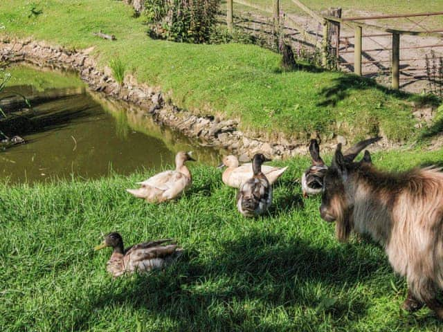 Garden and grounds | Collacott Farm, Kings Nympton, near South Molton