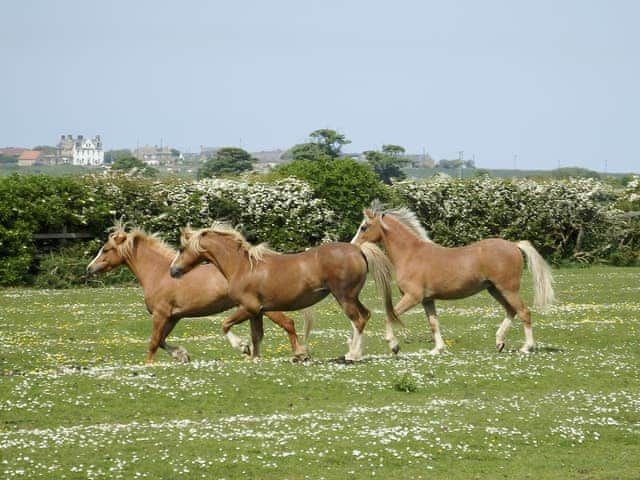 Surrounding area | Brier Dene Middle Cottage - Brier Dene Farm Cottages, Old Hartley, near Whitley Bay 