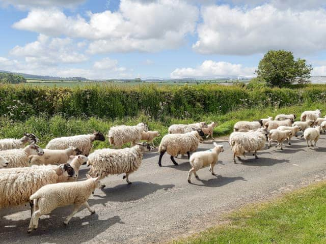 Taken at the garden gate - local sheep moving to a new field | Cheviot View, Berwick-upon-Tweed, near Holy Island